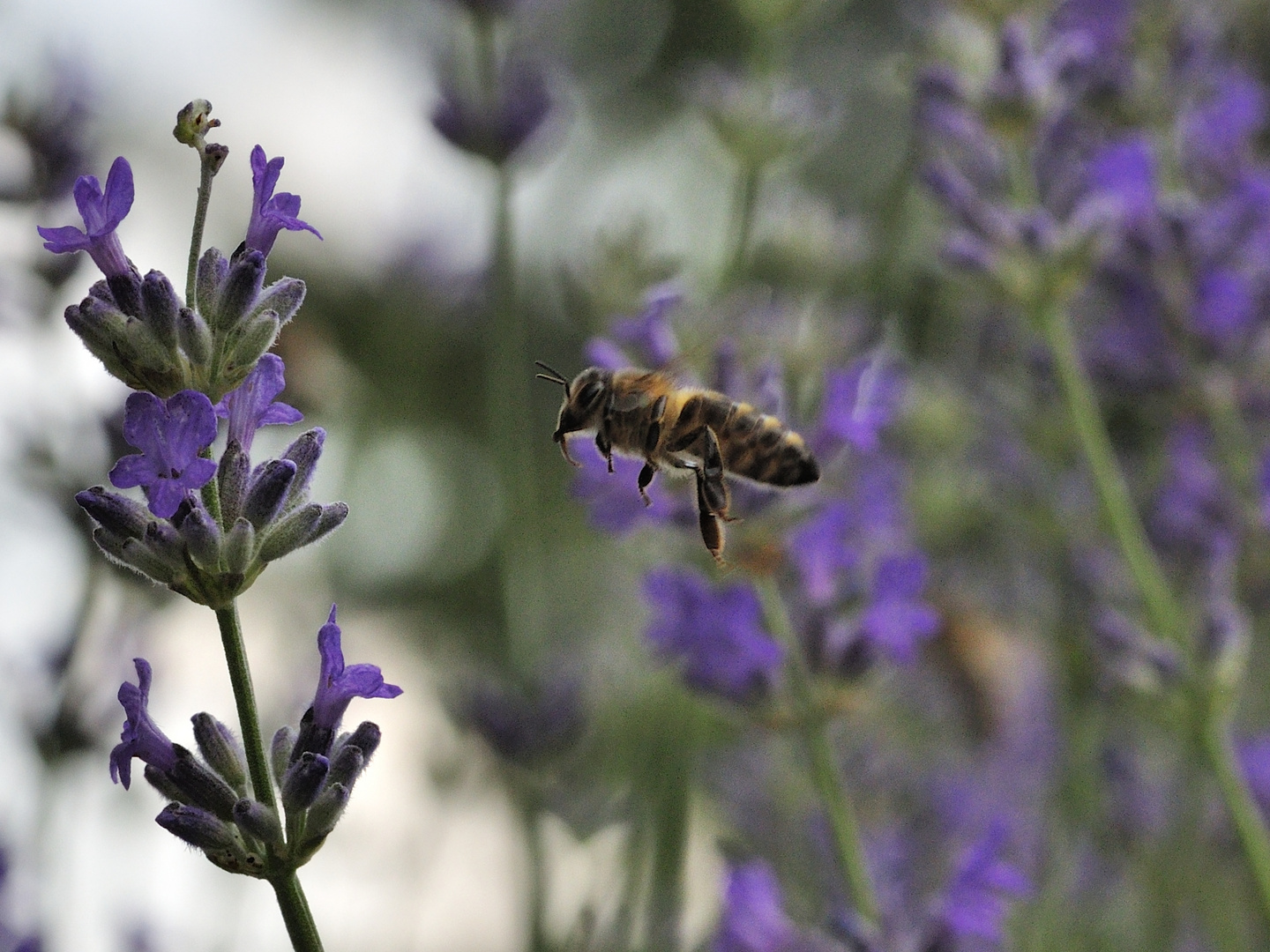 Biene im Anflug