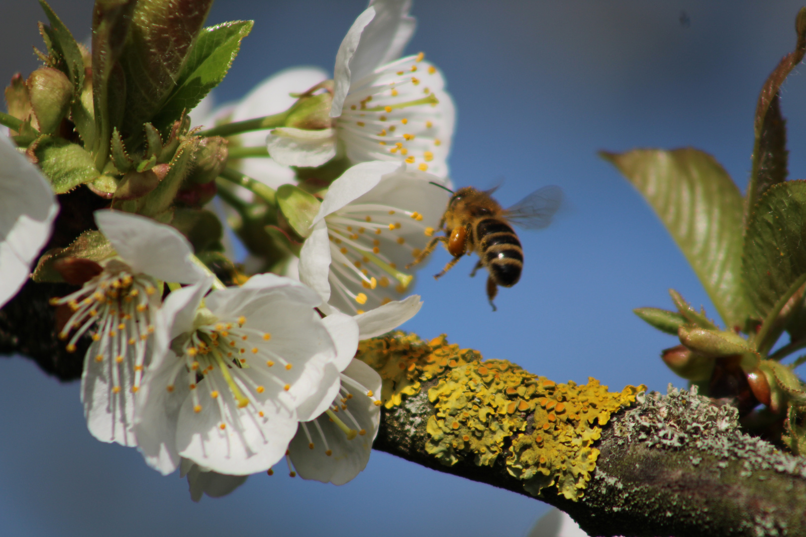 Biene im Anflug