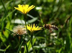 Biene im Anflug