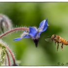 Biene im Anflug