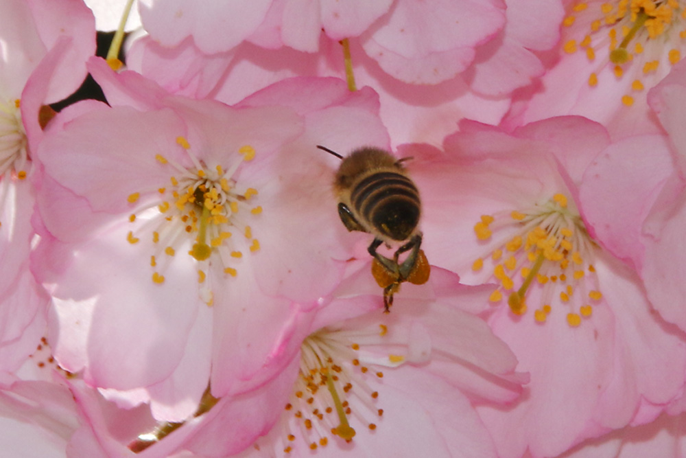 Biene im Anflug