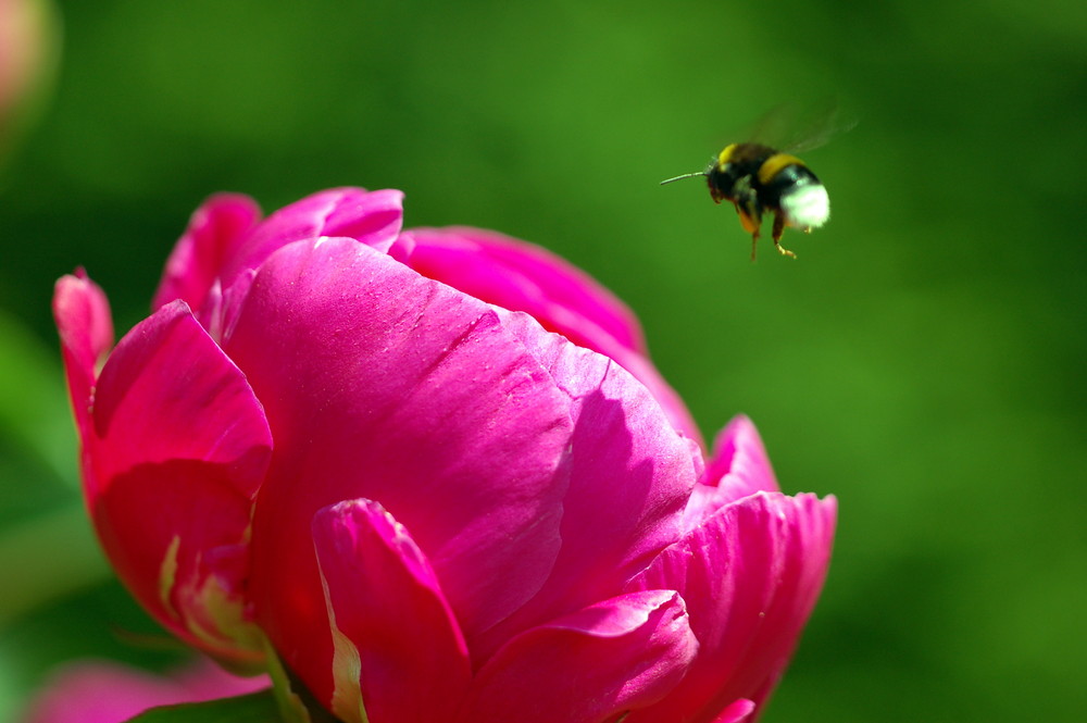 Biene im Anflug