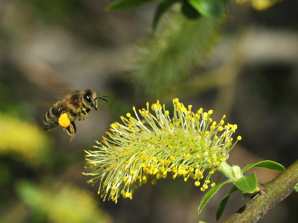 Biene im Anflug