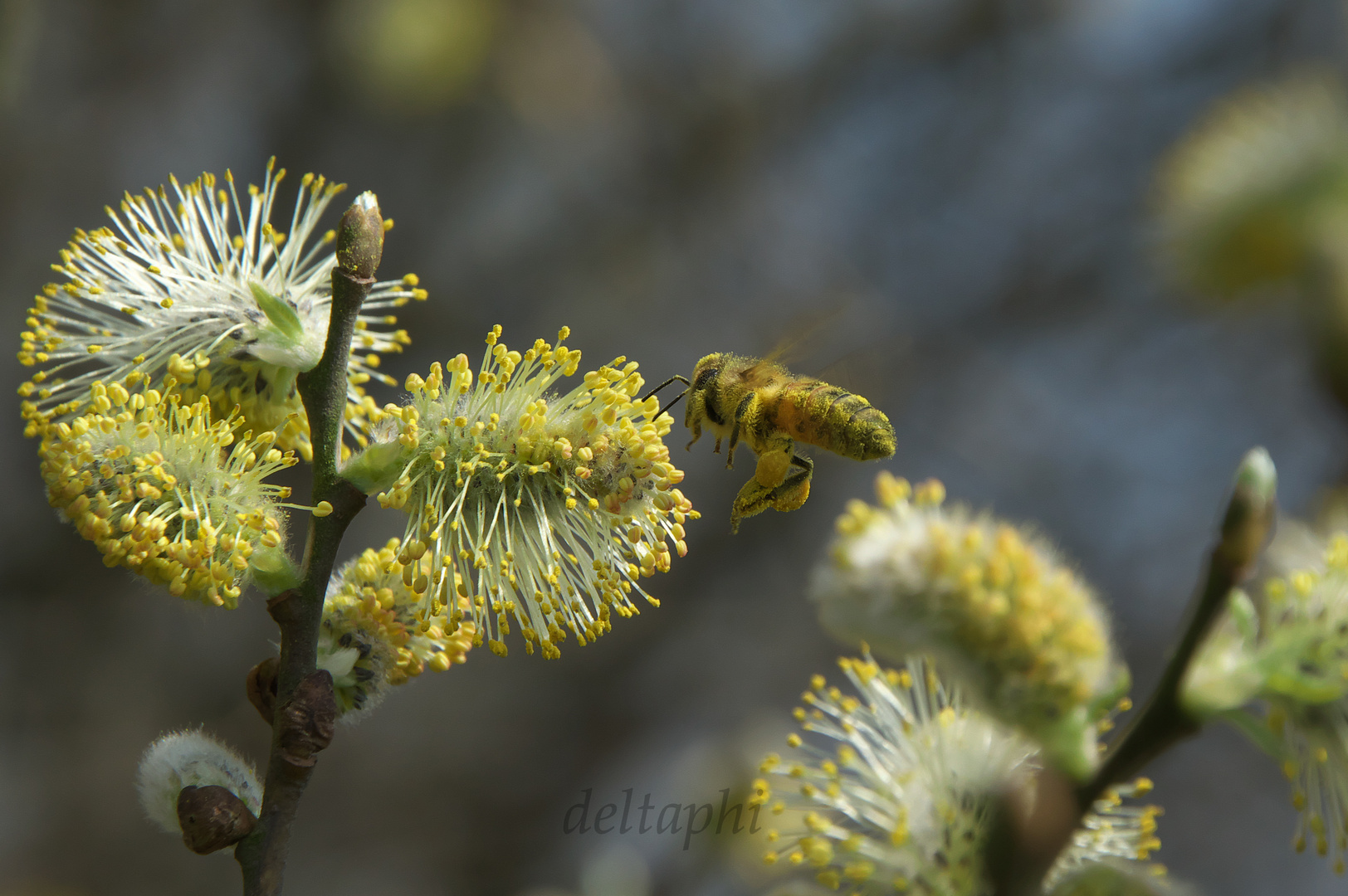 Biene im Anflug