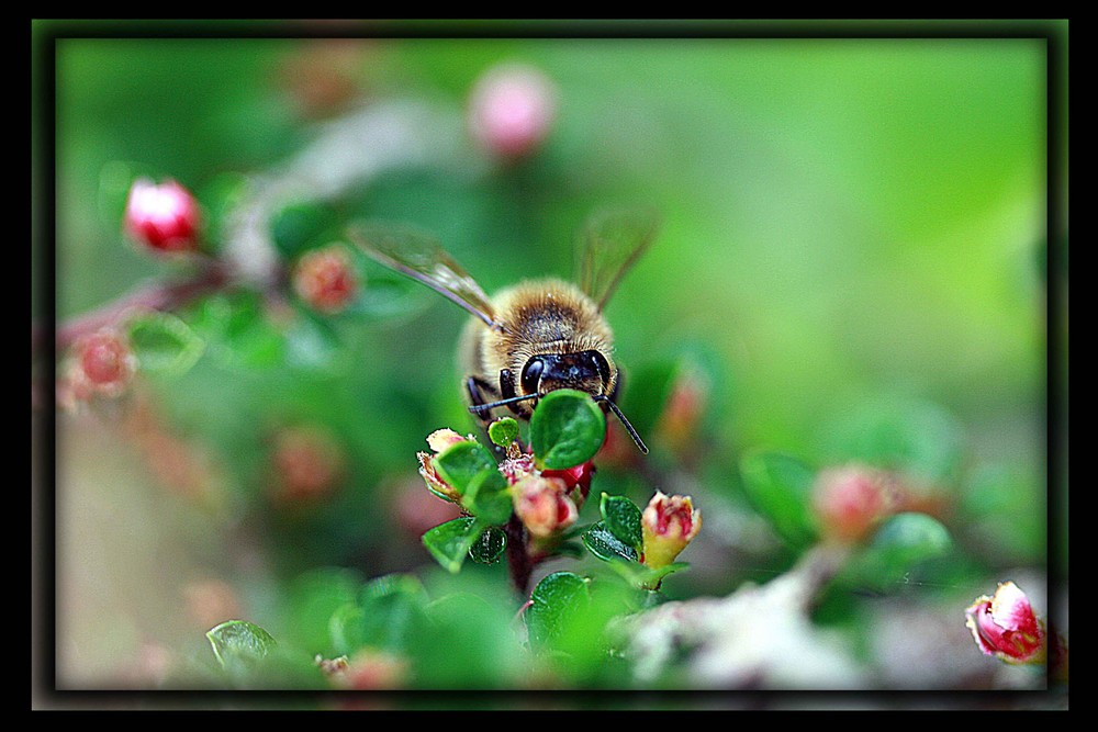 -> Biene im anflug
