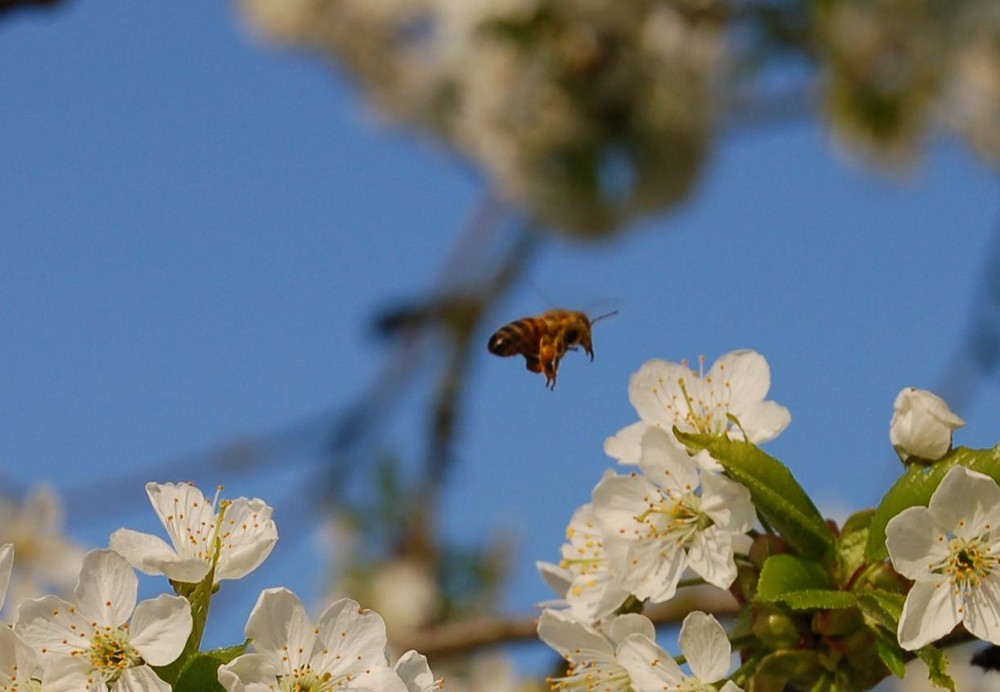 Biene im Anflug