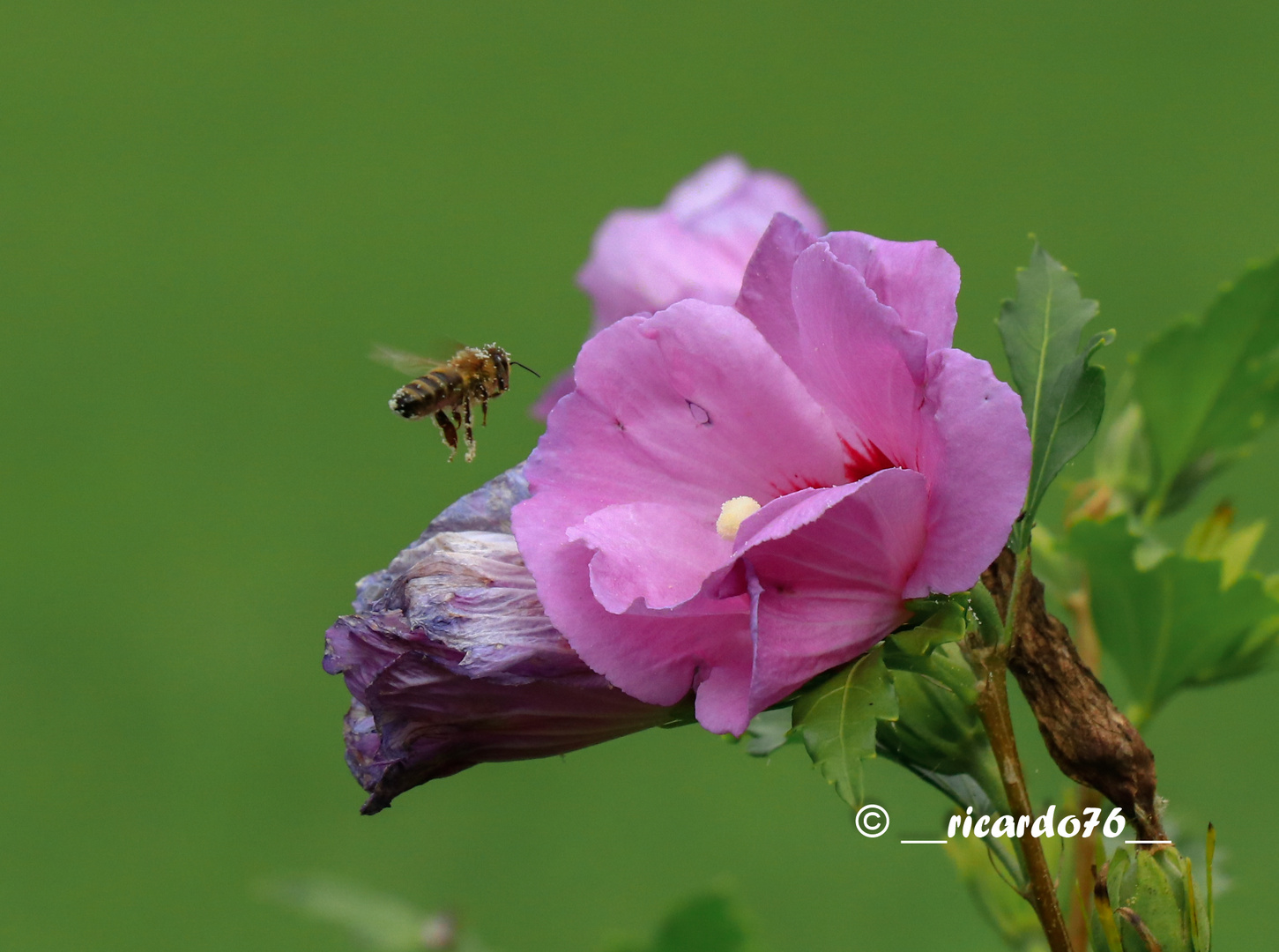 Biene im Anflug