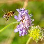 Biene im Anflug