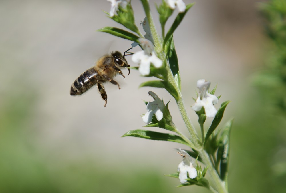 Biene im Anflug