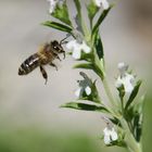 Biene im Anflug