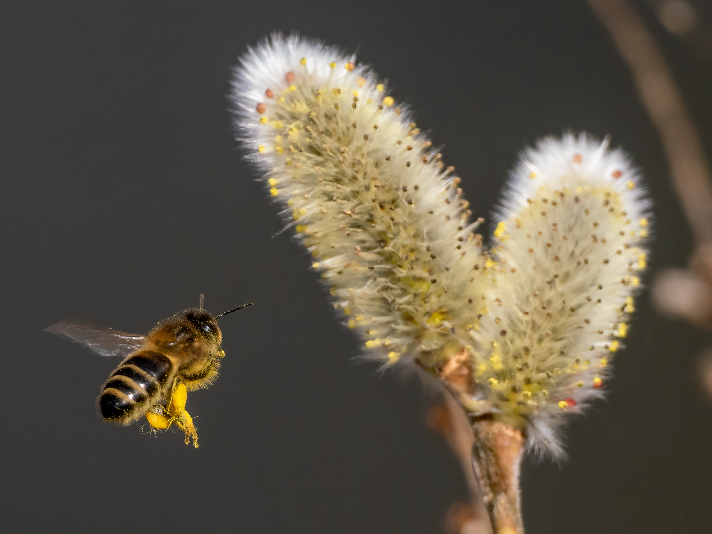 Biene im Anflug