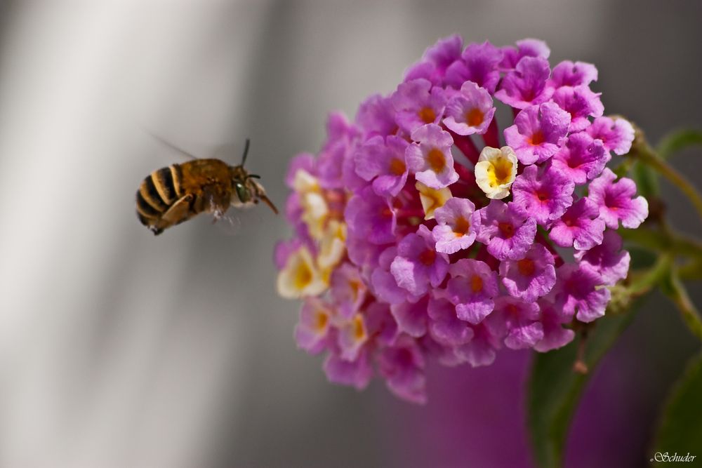 Biene im Anflug