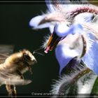 Biene im Anflug