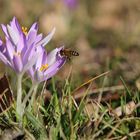 Biene im Anflug