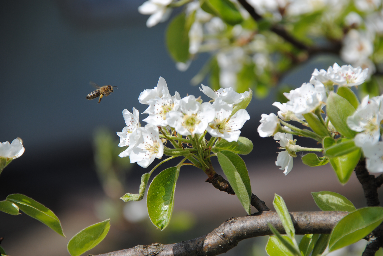 Biene im Anflug