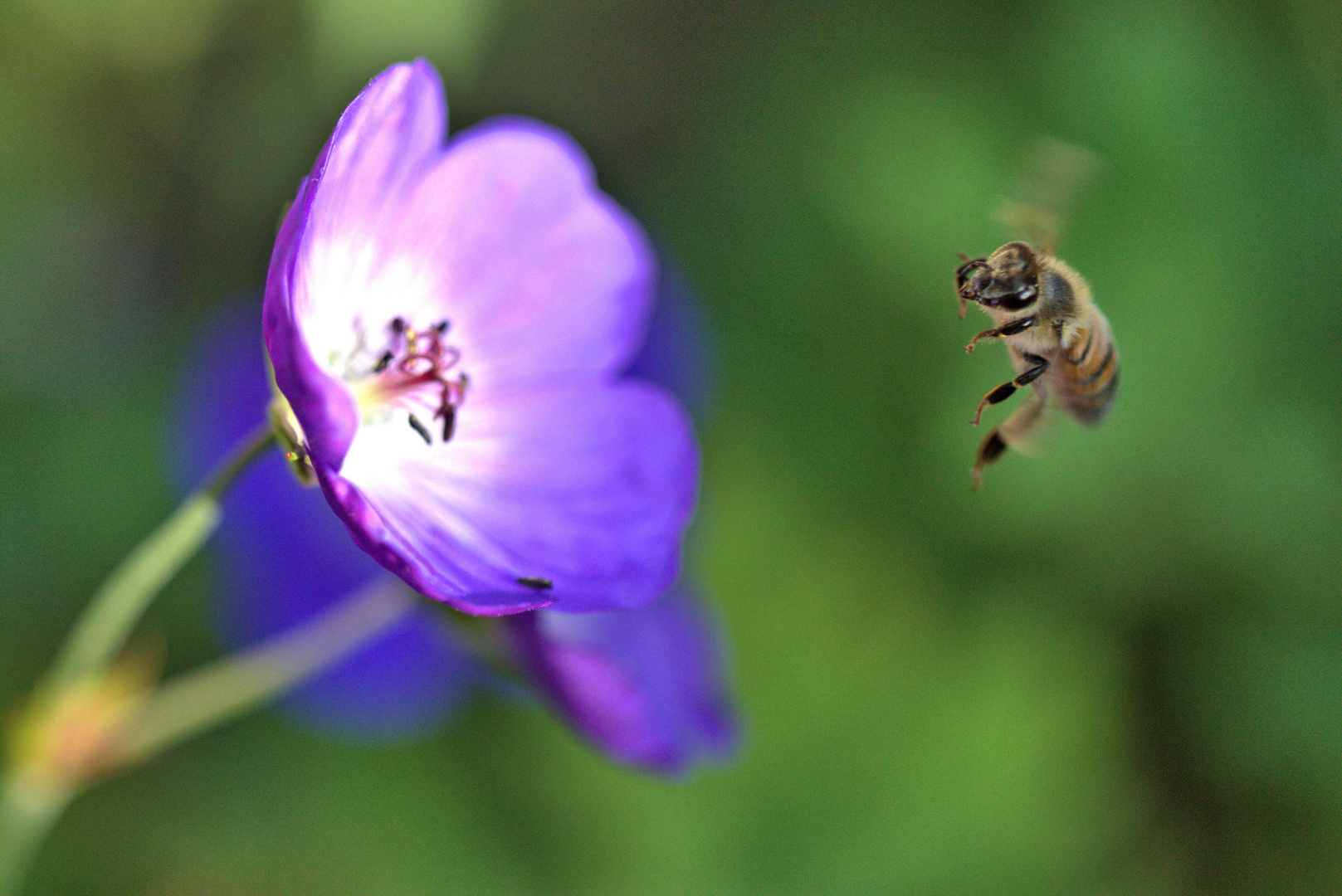 Biene im Anflug