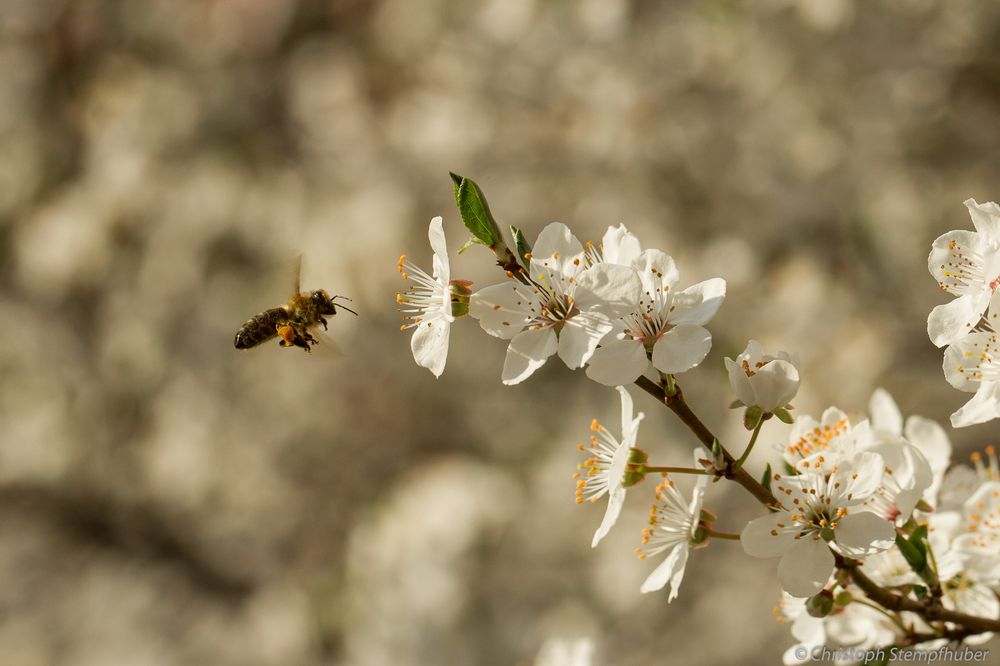 Biene im Anflug