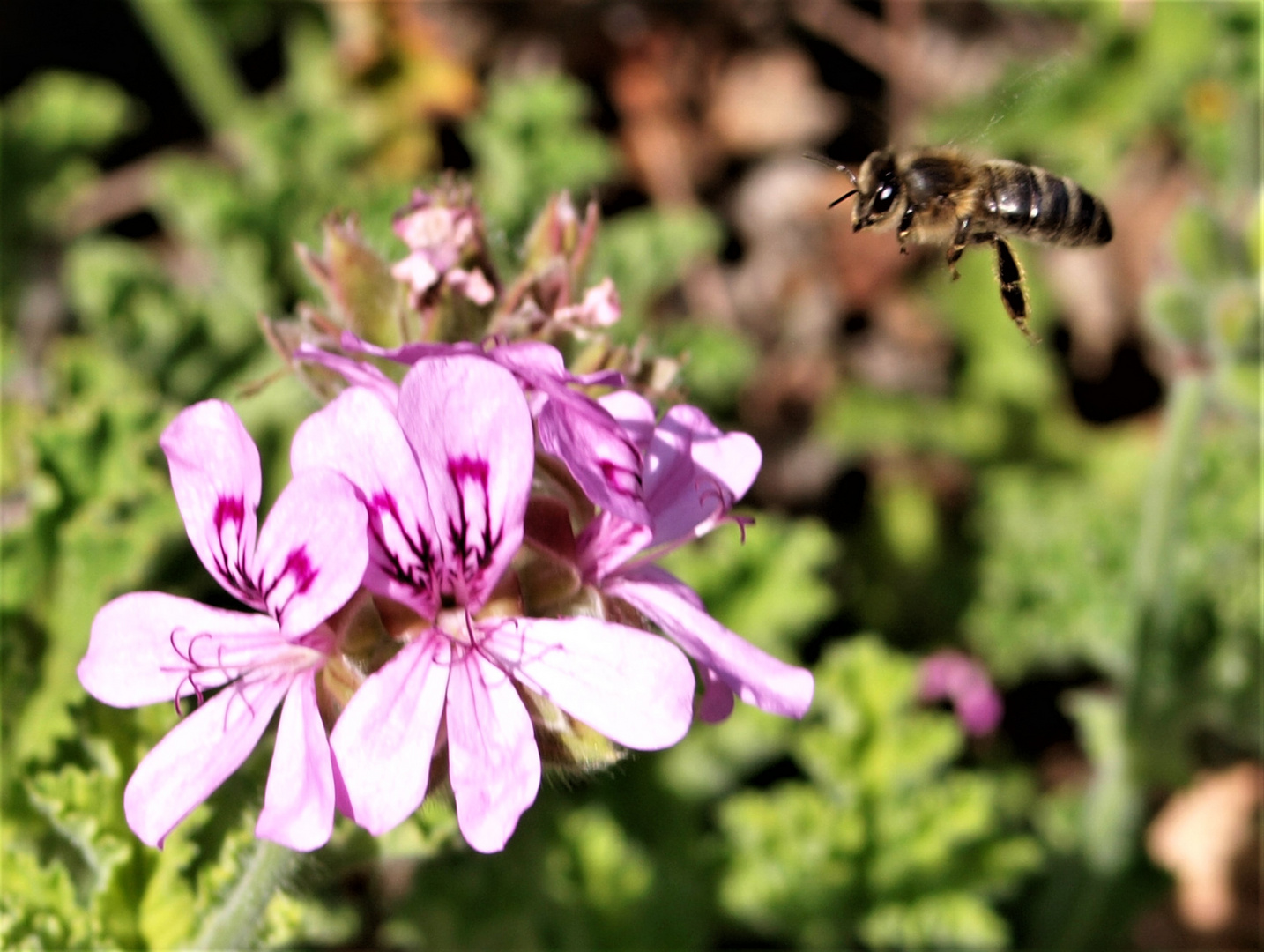 Biene im Anflug