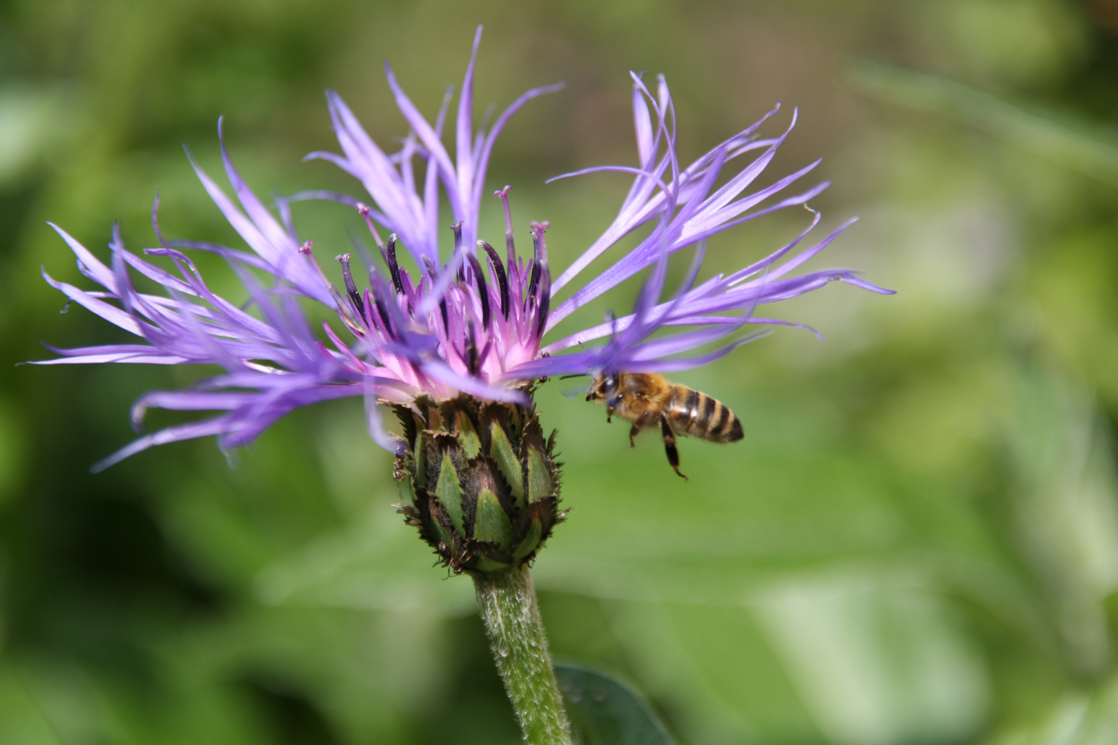 Biene im Anflug