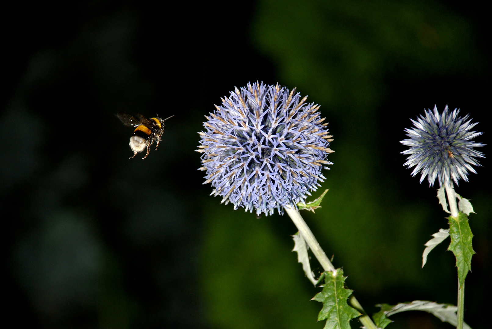 Biene im Anflug