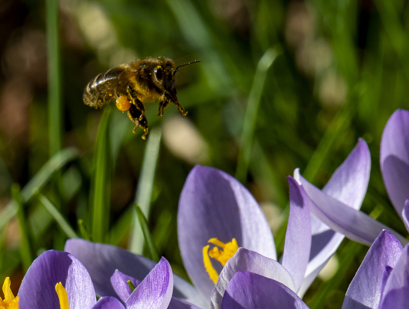 Biene im Anflug