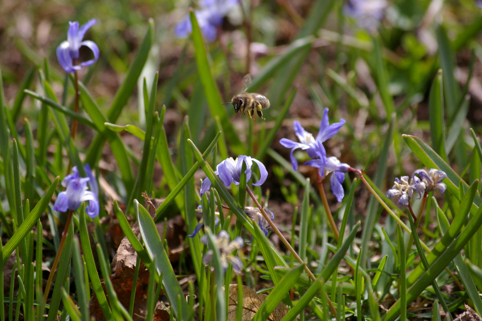 Biene im Anflug