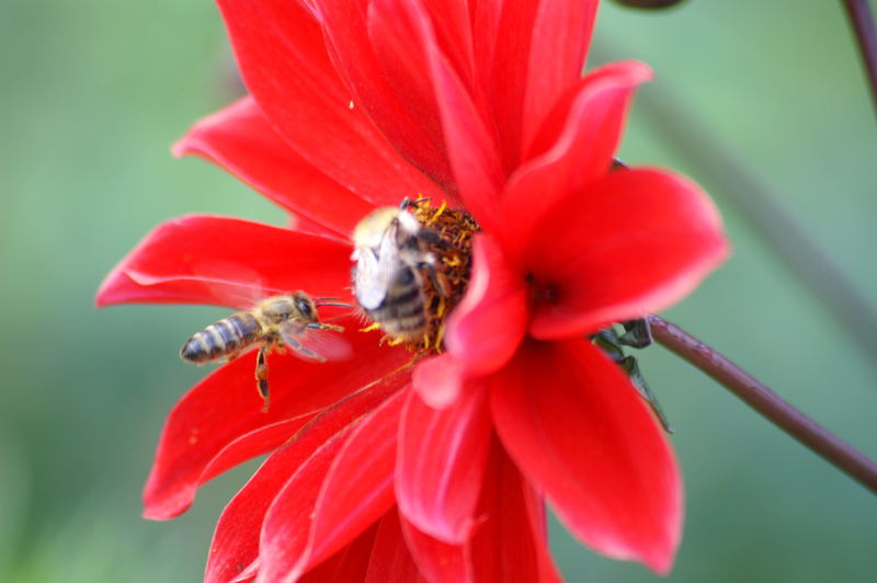 Biene im Anflug