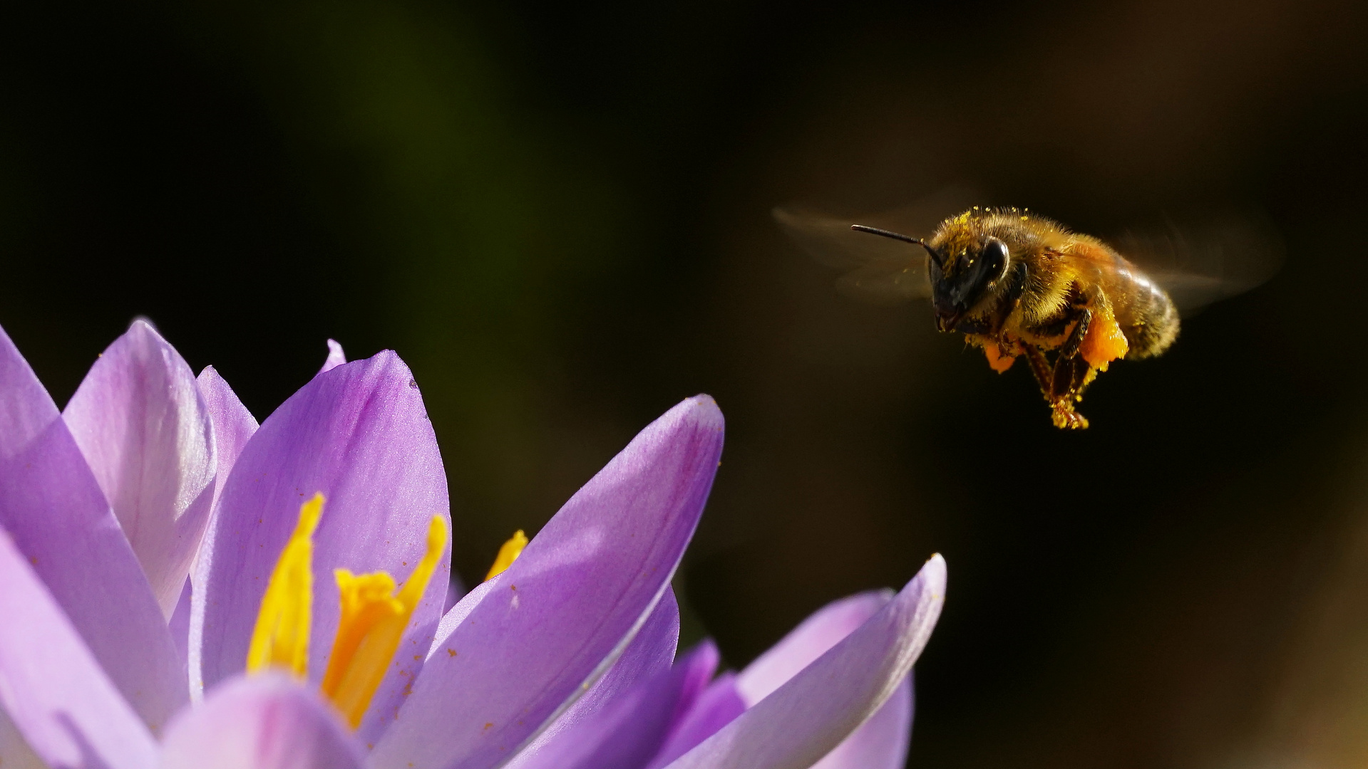 Biene im Anflug