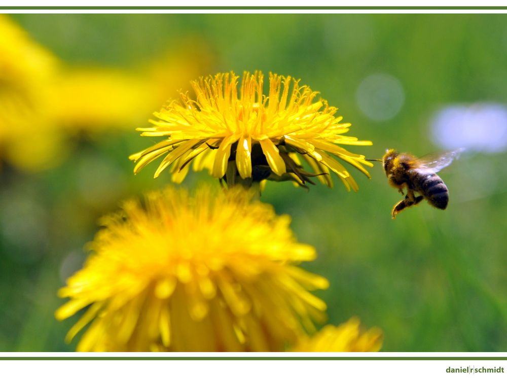 Biene im Anflug