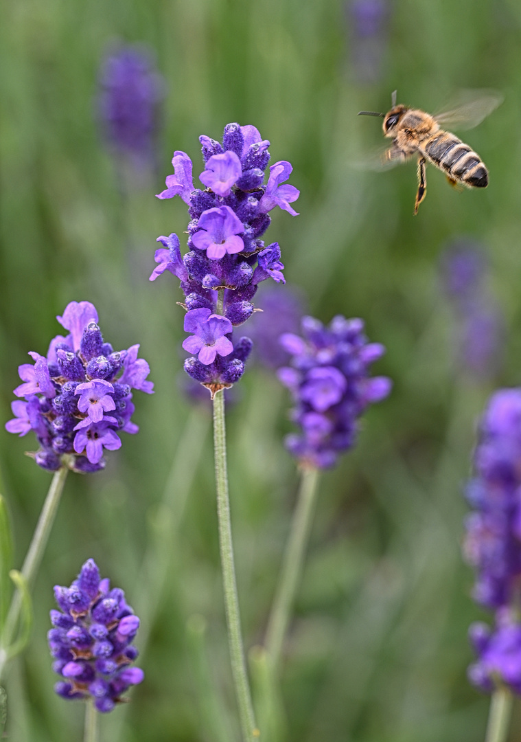 Biene im Anflug