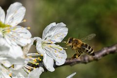 Biene im Anflug