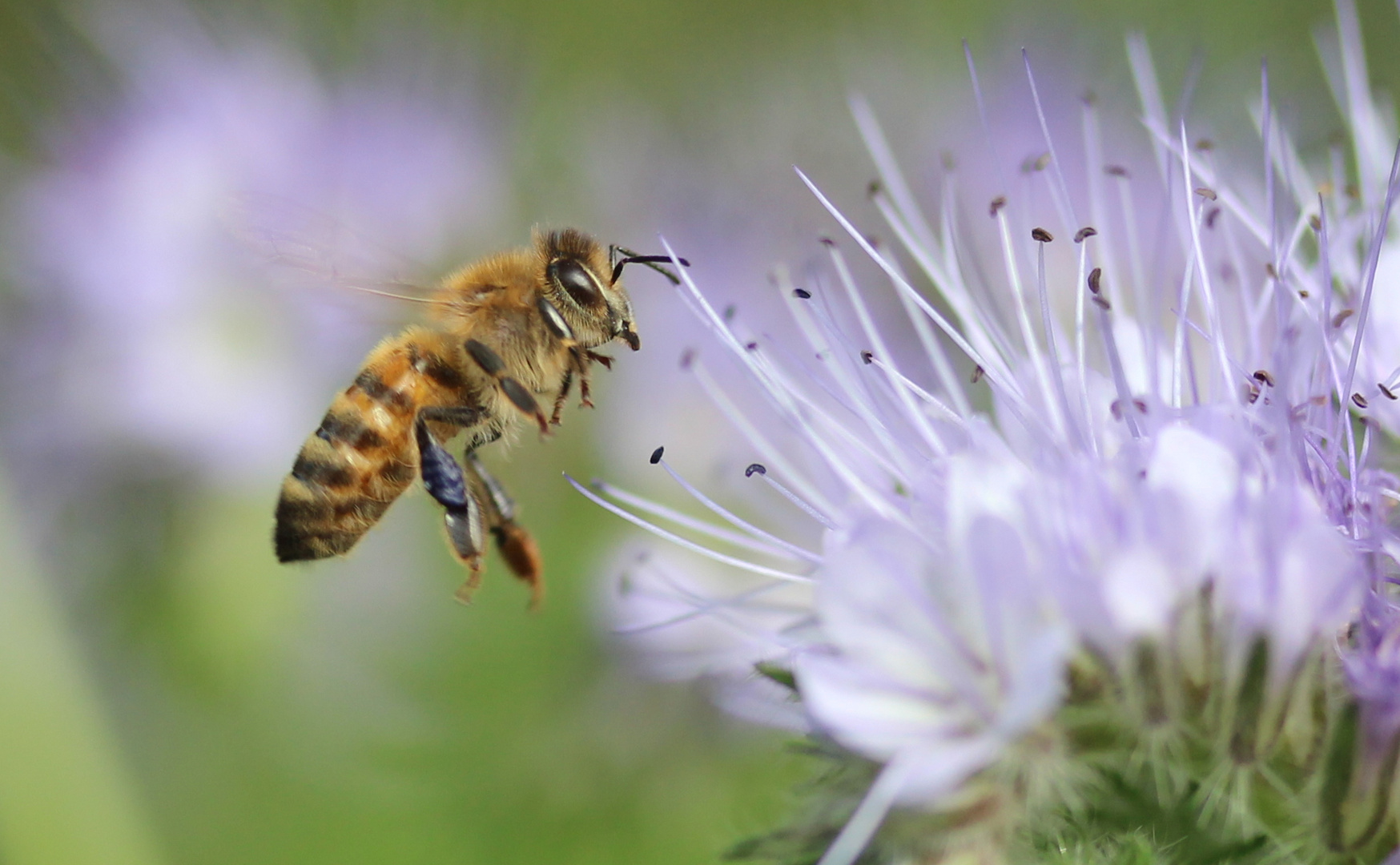 Biene im Anflug