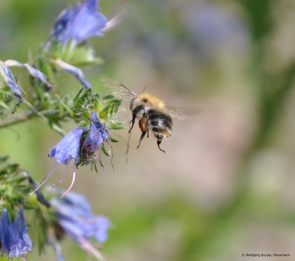 Biene im Anflug