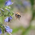 Biene im Anflug