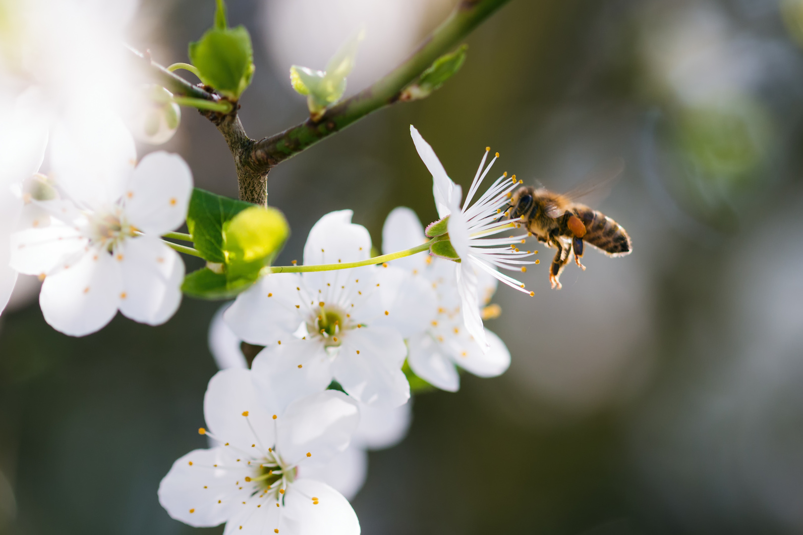 Biene im Anflug