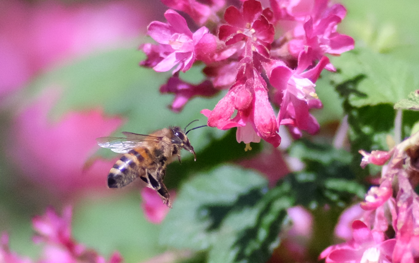 Biene im Anflug