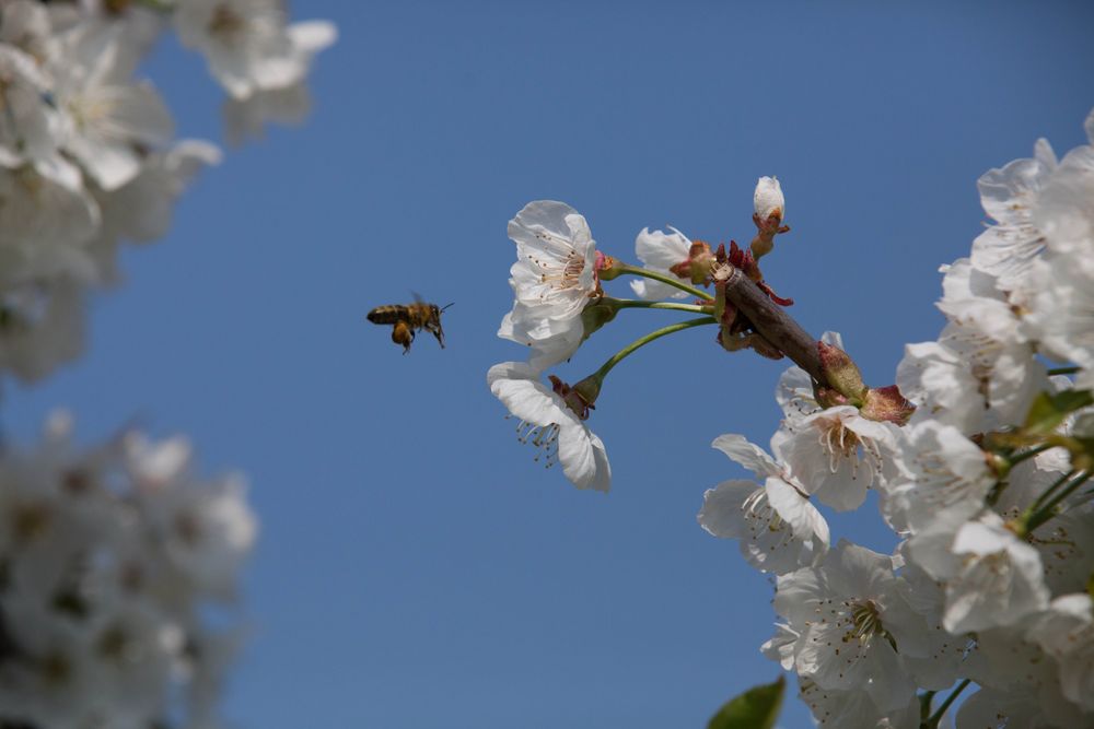 Biene im Anflug