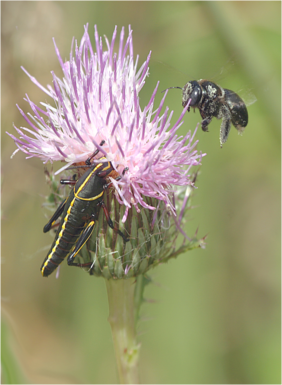 Biene im Anflug