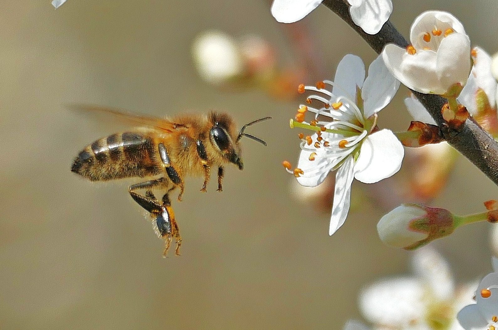 Biene im Anflug