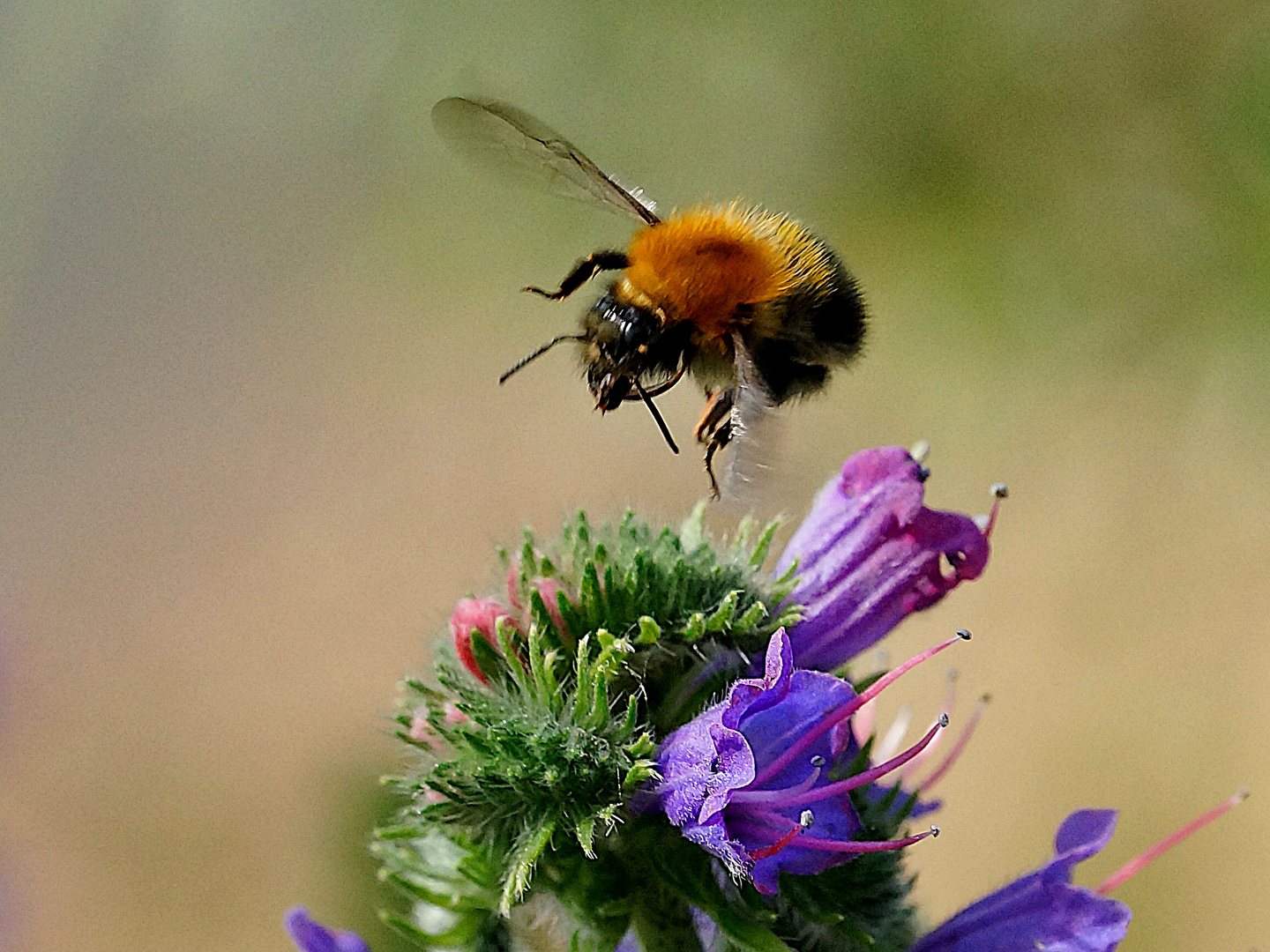 Biene im Anflug