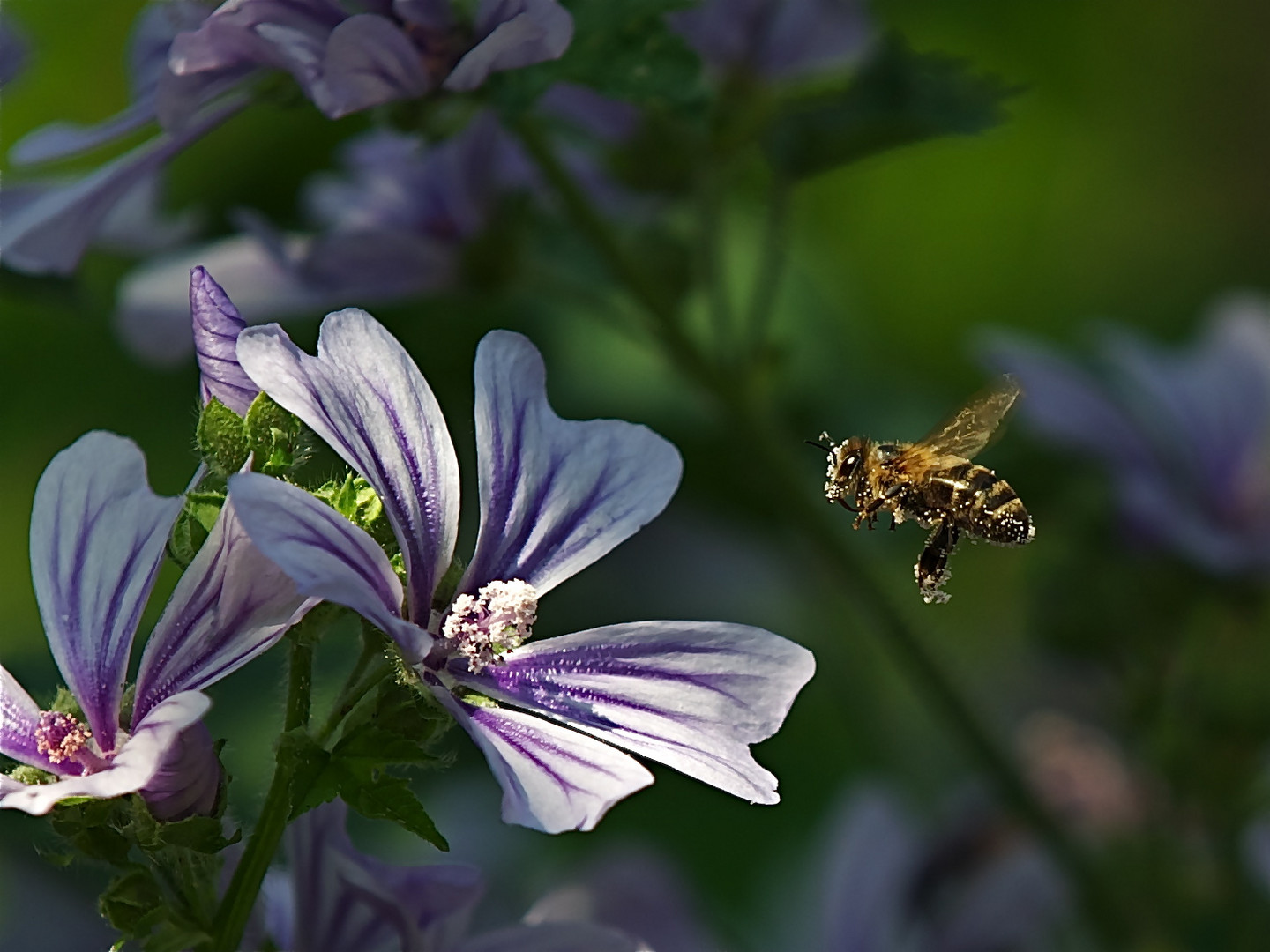 Biene im Anflug als Macro