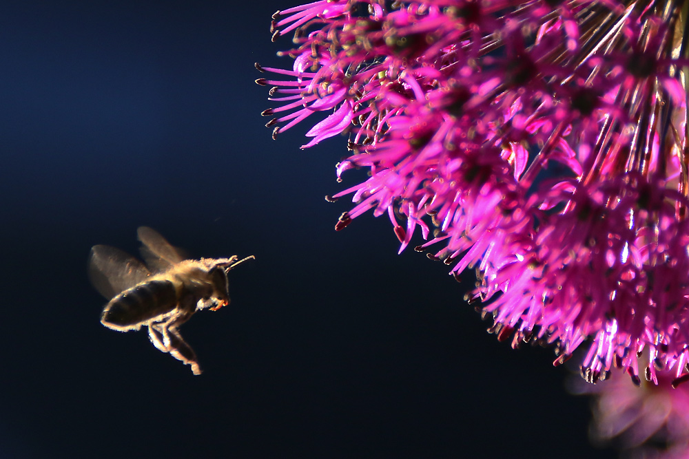 Biene im Anflug an den Zierlauch Foto & Bild | tiere, wildlife ...