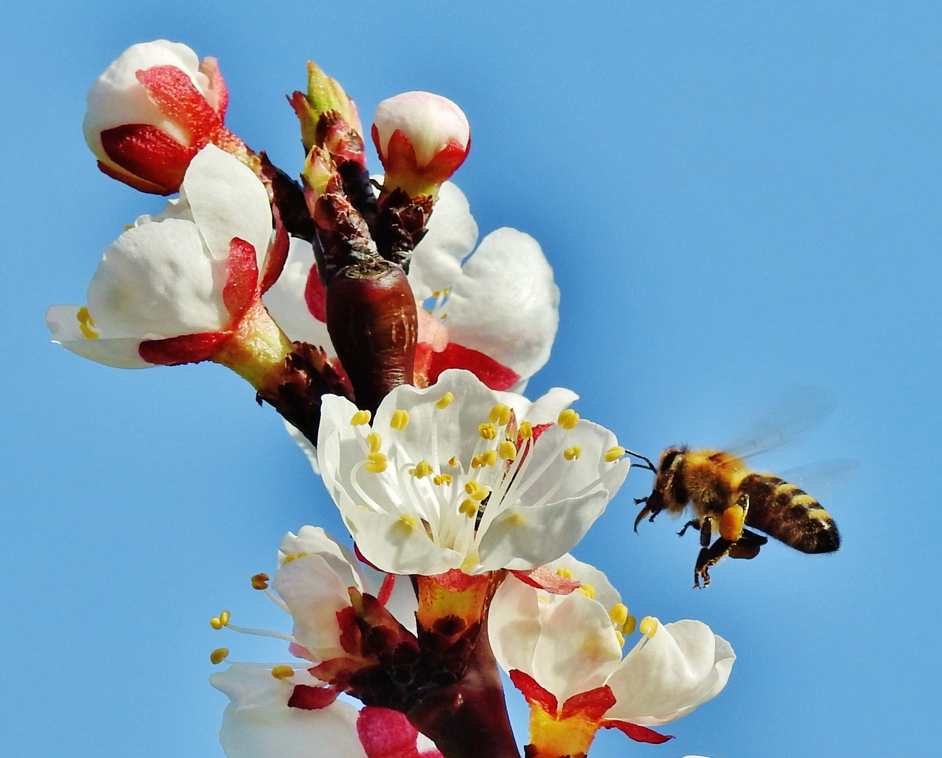 Biene im Anflug auf Aprikosenblüte