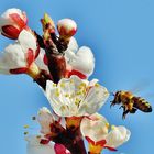 Biene im Anflug auf Aprikosenblüte