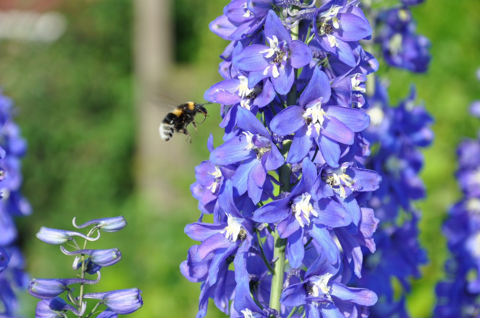 Biene im Anflug auf Blume