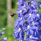 Biene im Anflug auf Blume