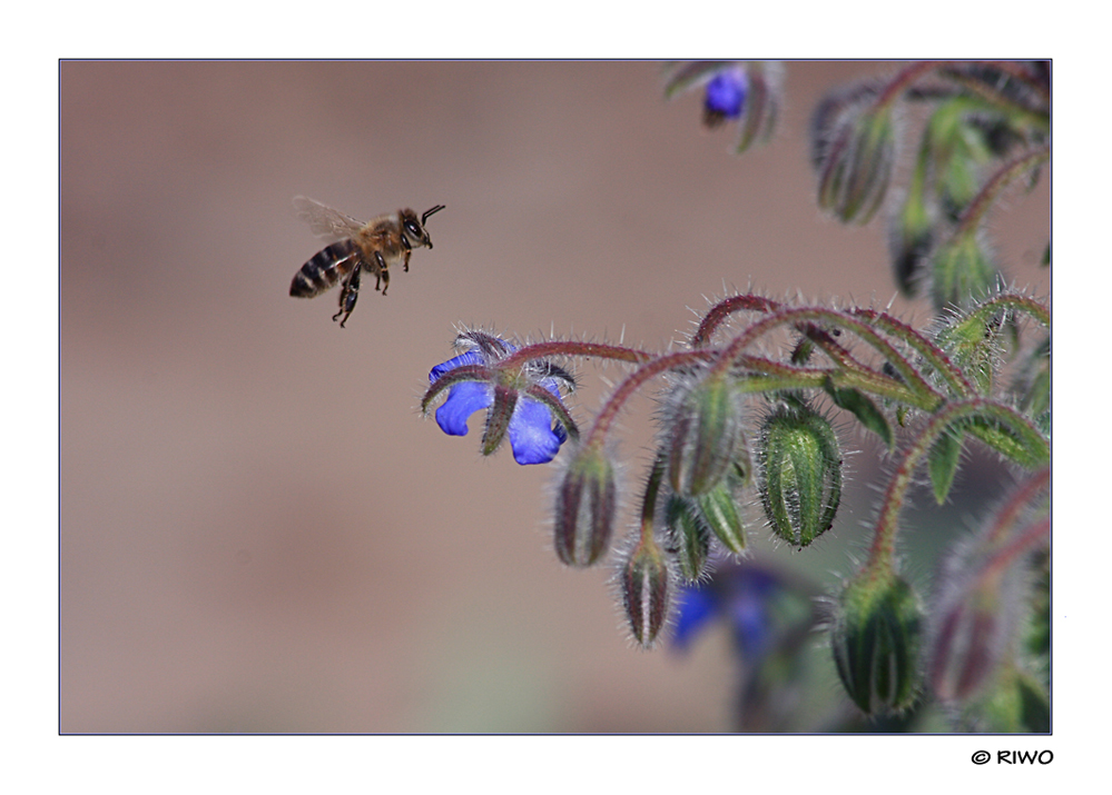 Biene im Anflug auf Borretsch Blüten....