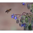 Biene im Anflug auf Borretsch Blüten....