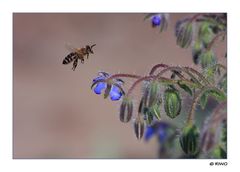 Biene im Anflug auf Borretsch Blüten....