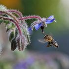 Biene im Anflug auf Borretsch
